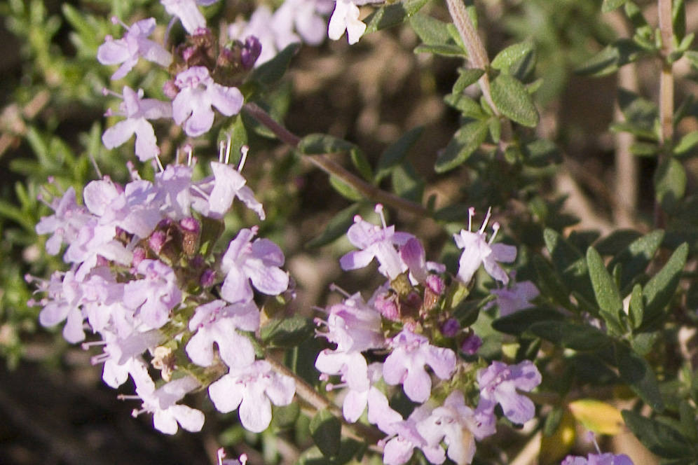 Piccoli fiori rosa - Thymus sp.
